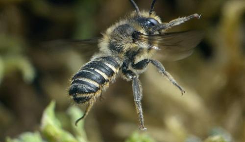 Réf. 214 677 : Megachile sp.